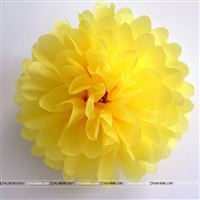 10inch Yellow Tissue Pom Pom