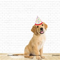 Puppy Party hat 